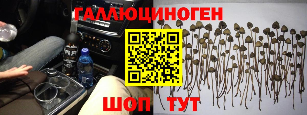 Галлюциногенные грибы Psilocybine cubensis  Вход с VPN  Десногорск 